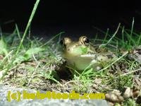 /home//u458753944/public_html/sourcegallery///////////////////////Frogs/More bullfrogs/P7170993.JPG